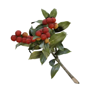 Candleberries
