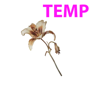 Husk Lily