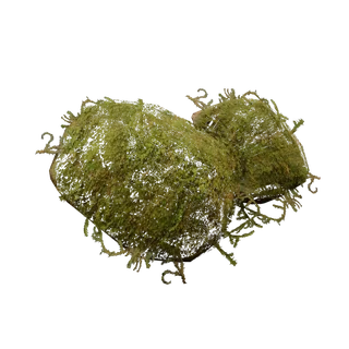 Moss