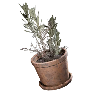 Potted Plant