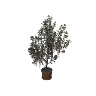 Holly Bush